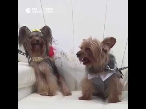 Десятки владельцев кошек и собак устроили питомцам пышную свадьбу в Лиме