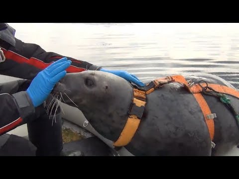 Тюлени на военной службе
