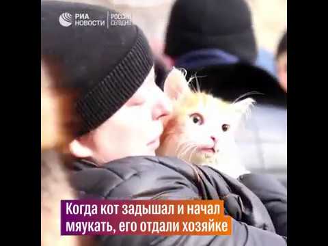Волгоградские спасатели помогли коту, которого обнаружили во время пожара в Волгограде