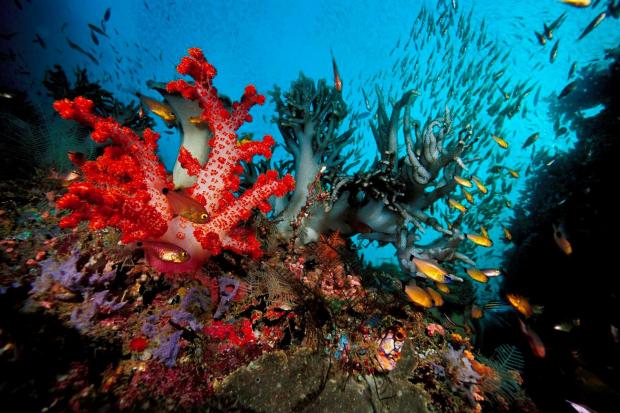 Ученые: сор увеличивает риск появления заболеваний у кораллов в 20 раз