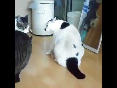 Видео с толстым котом-миротворцем стало хитом Сети