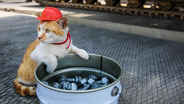 Явку среди строителей крымского моста «обеспечил» кот Мостик