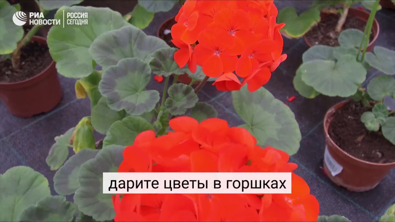Как выращивают цветы к 8 Марта в Москве