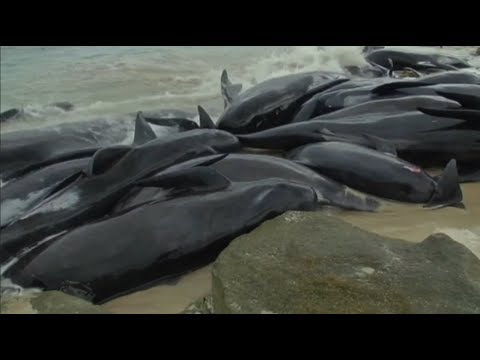 Спасение черных дельфинов в Австралии