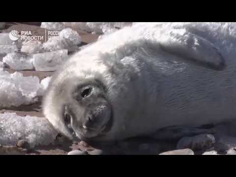Детеныши тюленей выбрались на берег Балтики