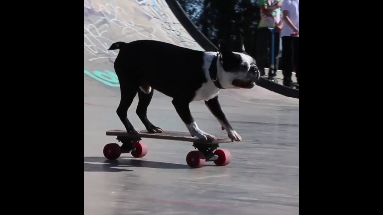 Собака катается на скейтборде