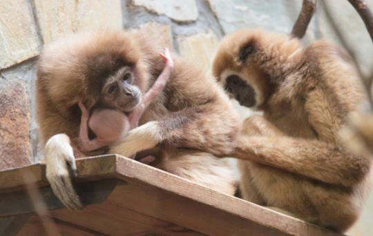 В Петербурге мама-гиббон скрывает от гостей зоопарка новорожденного ребенка