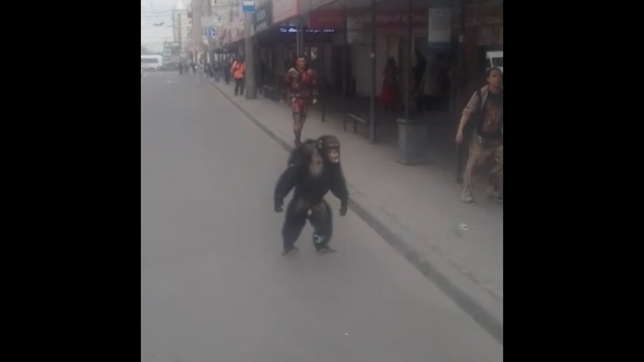 Сбежавший из цирка шимпанзе
