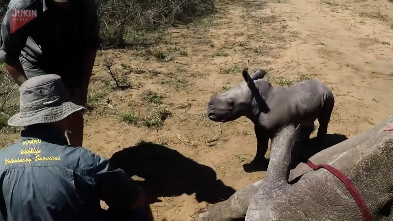 Маленький носорог-защитник
