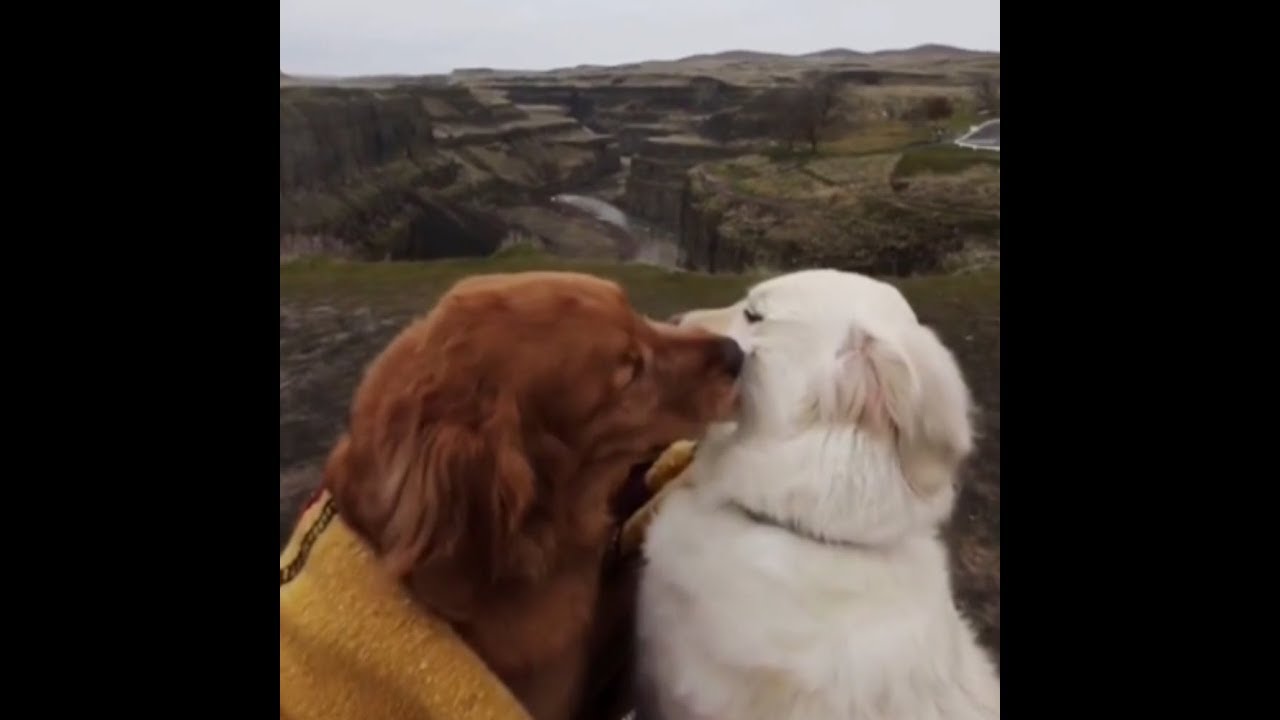 Кот застрял между двумя целующимися собаками