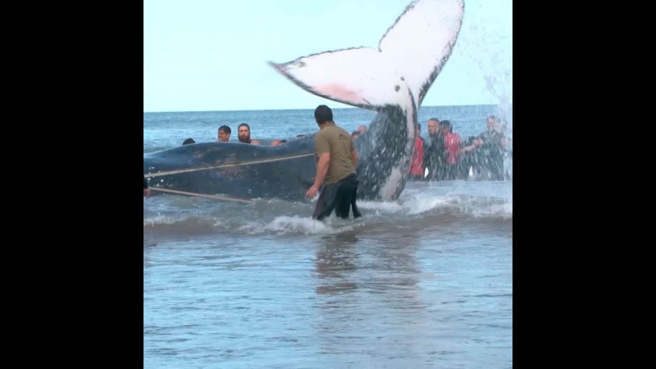Выбросившегося на берег горбатого кита спасли в Аргентине