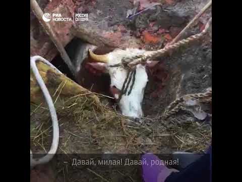 Спасение провалившейся коровы в Воронежской области
