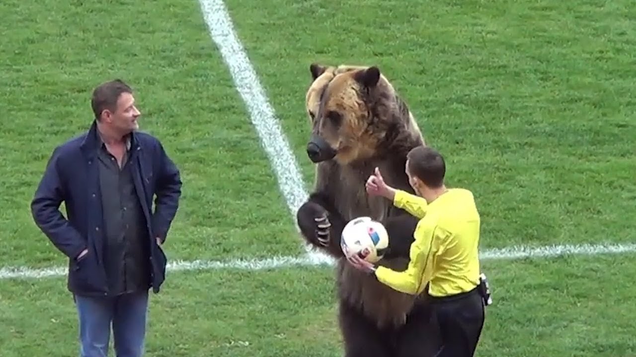 Медведь открыл футбольный матч в Пятигорске