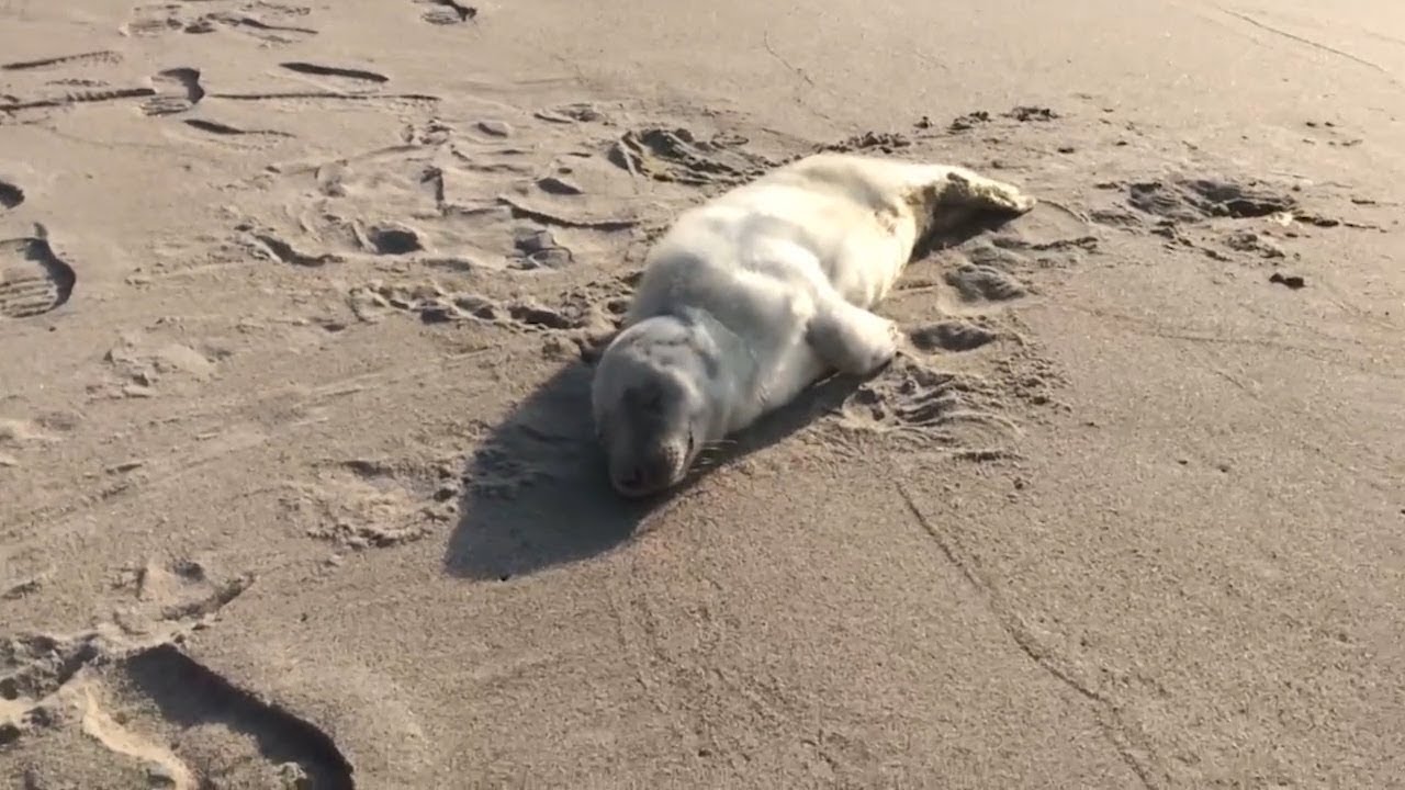 Спасение детеныша тюленя в Калининградской области