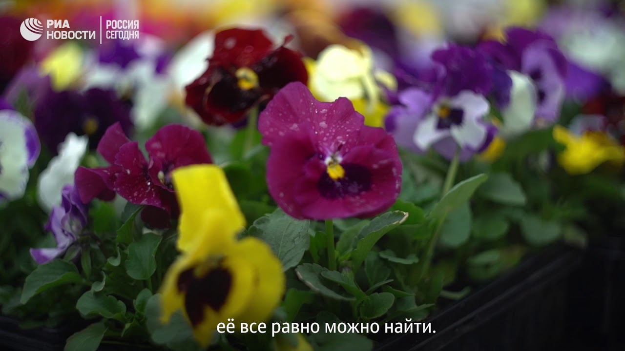 Какие цветы высадят на московские клумбы