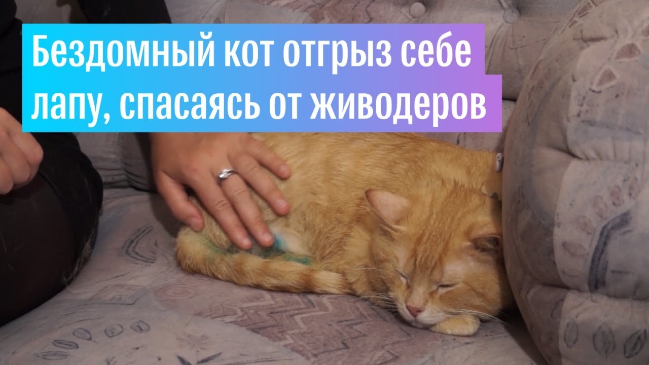Кот из-под Смоленска отгрыз себе лапу, спасаясь от живодеров