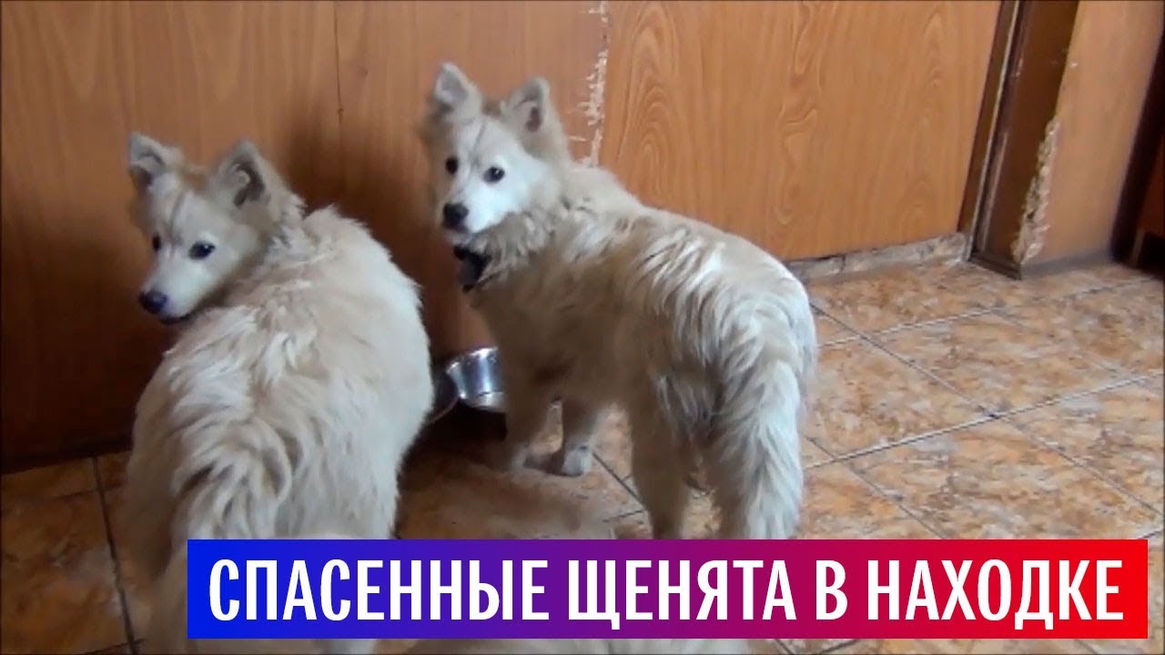Российские моряки спасли щенков