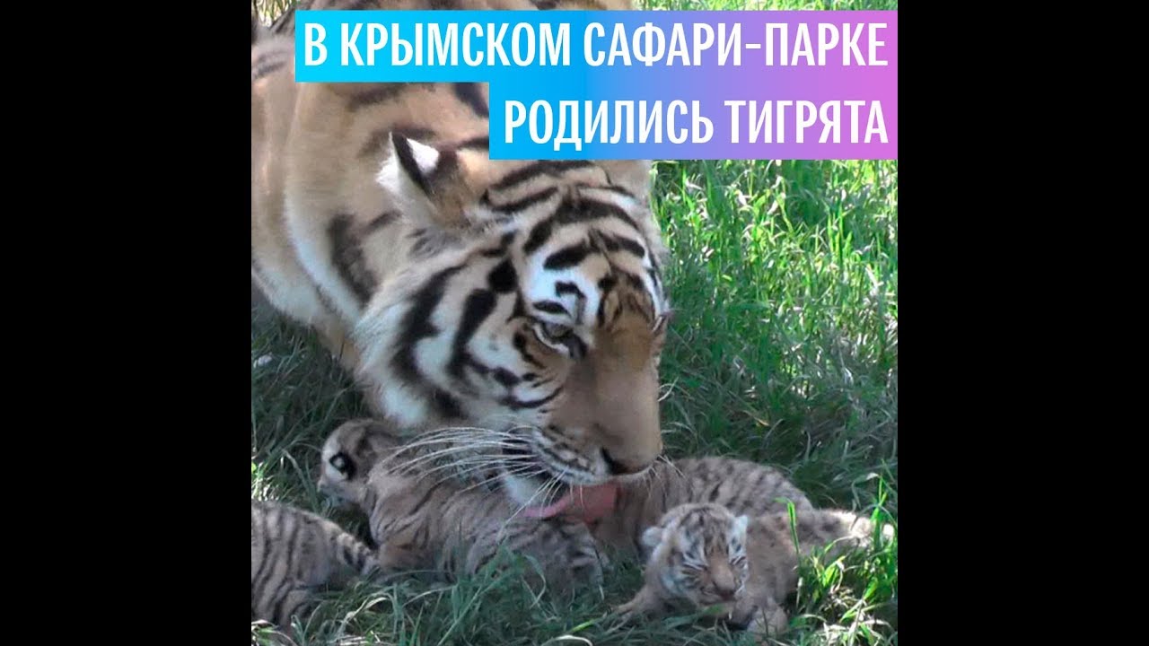 Четыре амурских тигренка — три мальчика и девочка — появились на свет в крымском сафари-парке