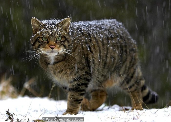 В Шотландии обнаружили гигантского лесного кота — Зверь из Клешиндарроча