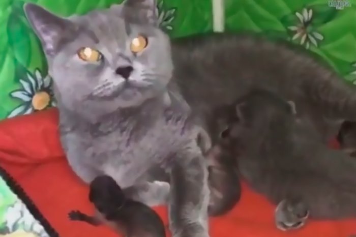 Домашняя кошка взяла на воспитание 3-х малышей-енотов