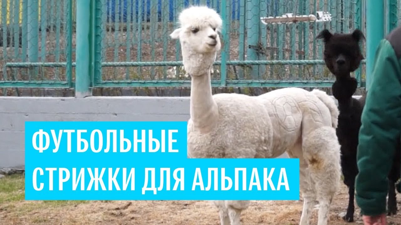 «Футбольные» стрижки для альпака из Красноярского зоопарка