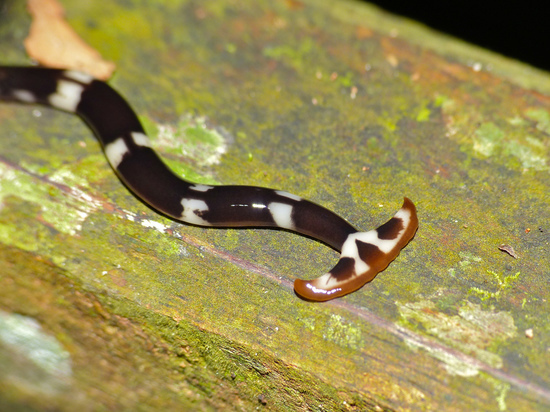 На территории Европы найдены метровые плоские черви — Ученые