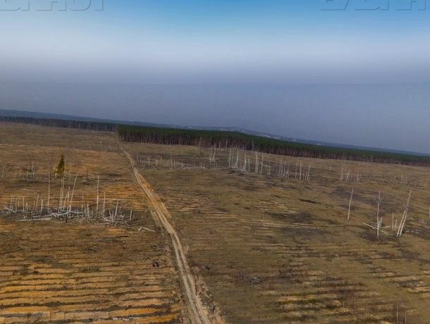 Воронежцев позвали на посадку деревьев на Кожевенном кордоне