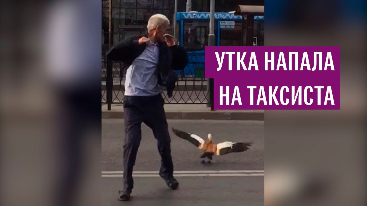 Утка напала на таксиста в Москве