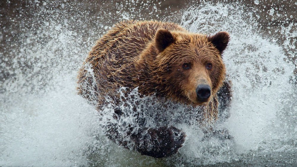Жителя села Ковран медведь загнал в реку. Рыбак умер