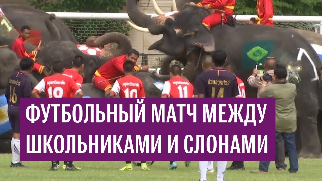 Футбольный матч между школьниками и слонами