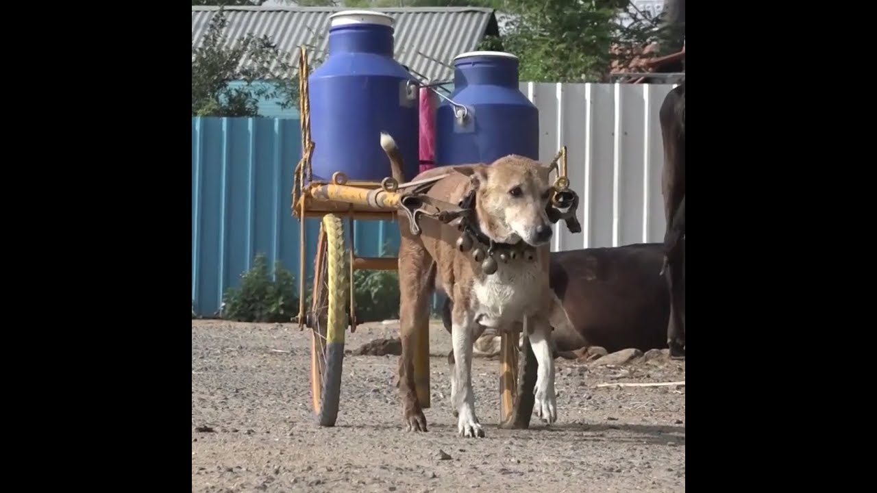 Собака Мани помогает семейному бизнесу своих хозяев в Индии