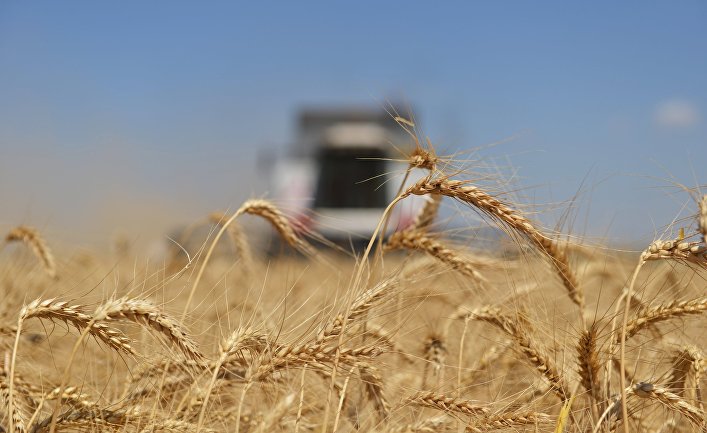 Египет задержал 63 тыс. тонн пшеницы из РФ из-за злакового грибка