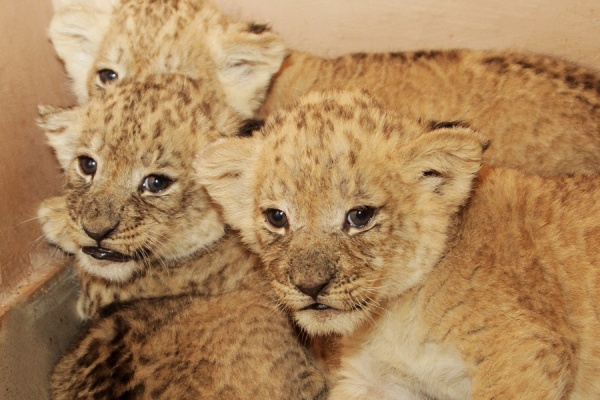 Африканские львята родились в зоопарке в Екатеринбурге