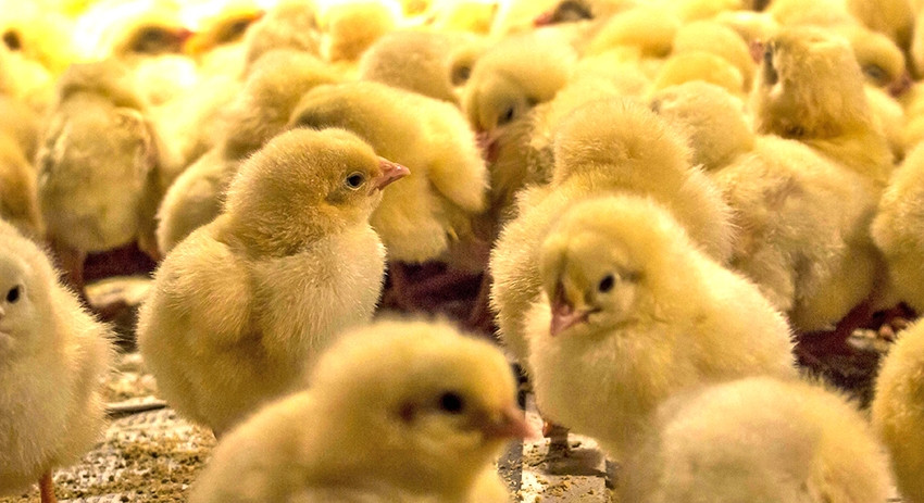 Из попавших на свалку яиц в Марнеули вылупились сотни цыплят