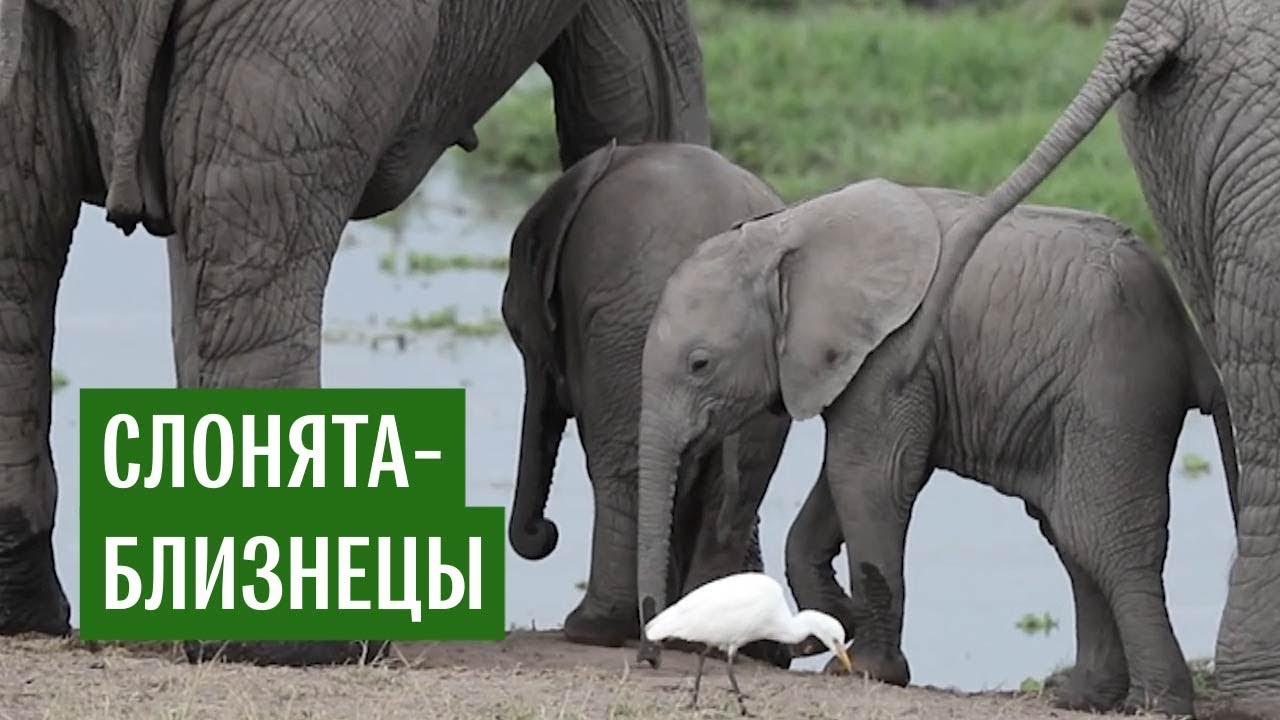 Слонята-близнецы появились на свет в Кении