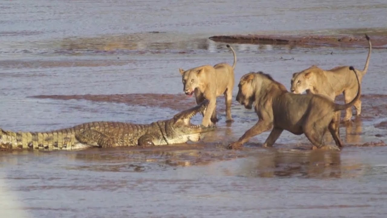 Битва львов и крокодила