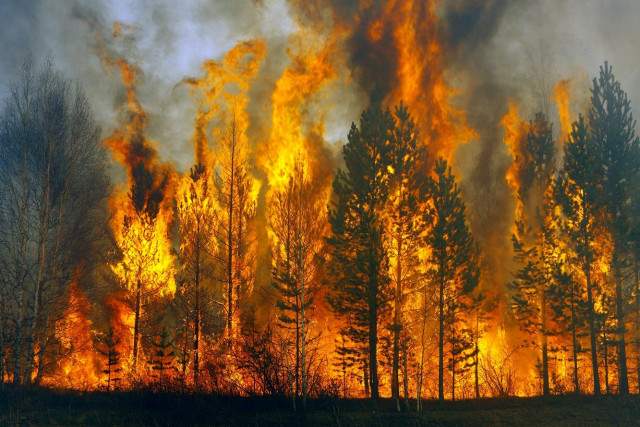 В Башкирии пожары уничтожили 754 гектара леса