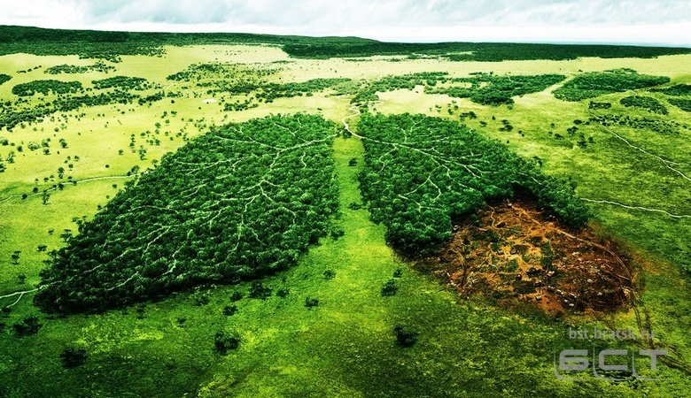 Сколько срубил — столько и посадил: Государственная дума принудила восстанавливать срубленные леса