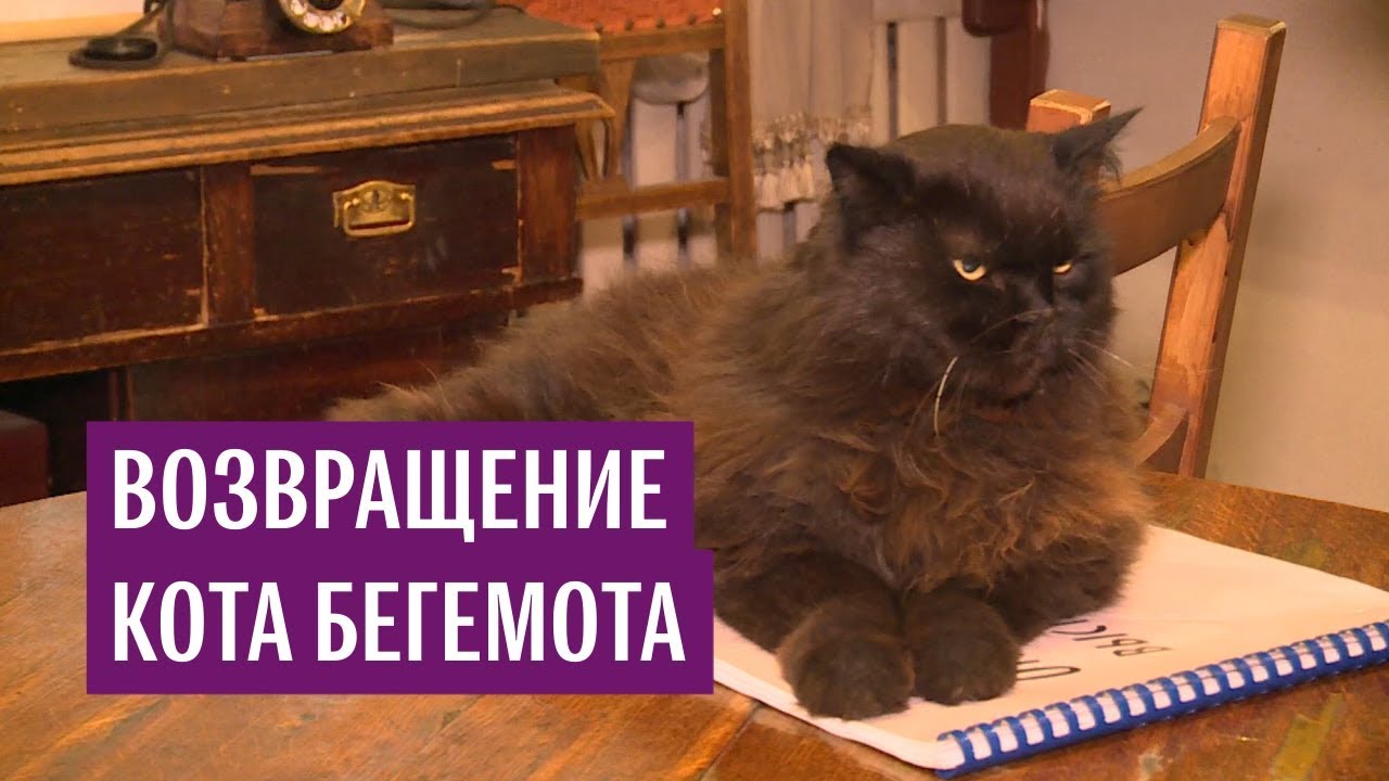 В Москве нашли пропавшего кота Бегемота из «Булгаковского дома»