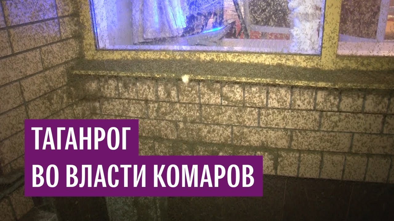 «Комариный апокалипсис» в Таганроге
