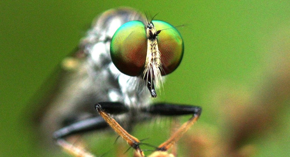 В Германии муха разрушила попытку мирового рекорда по домино