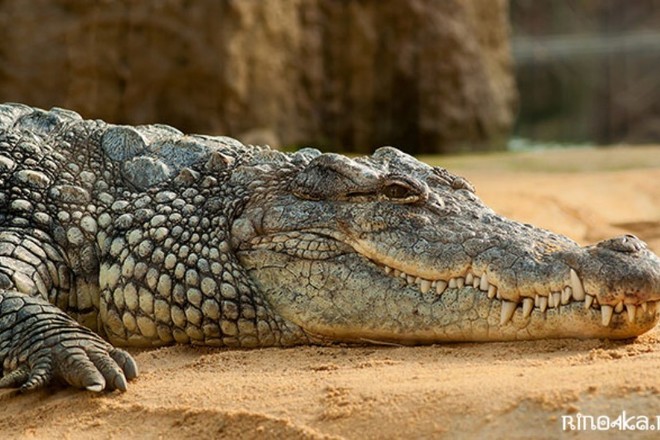 В Таиланде на мужчину напал крокодил