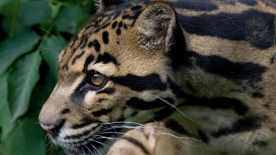 Ученые отыскали четырех новых леопардов в Приморье