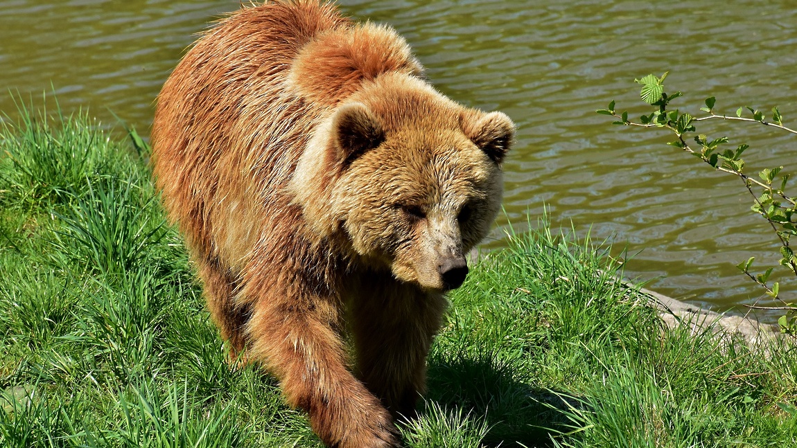Популяция бурого медведя растет в Подмосковье