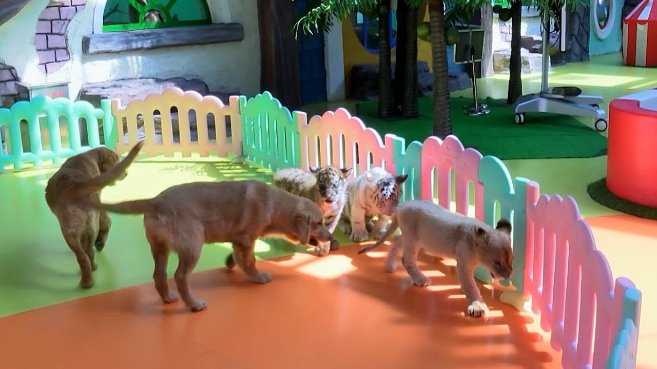 Детский сад для животных