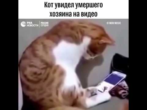 Кот увидел умершего хозяина на видео