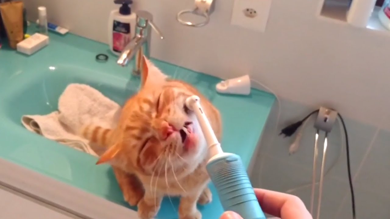 Кот и зубная щетка