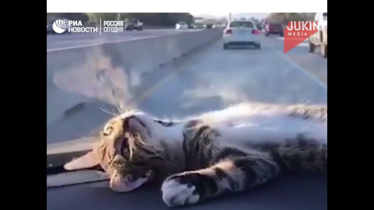 Кот в машине