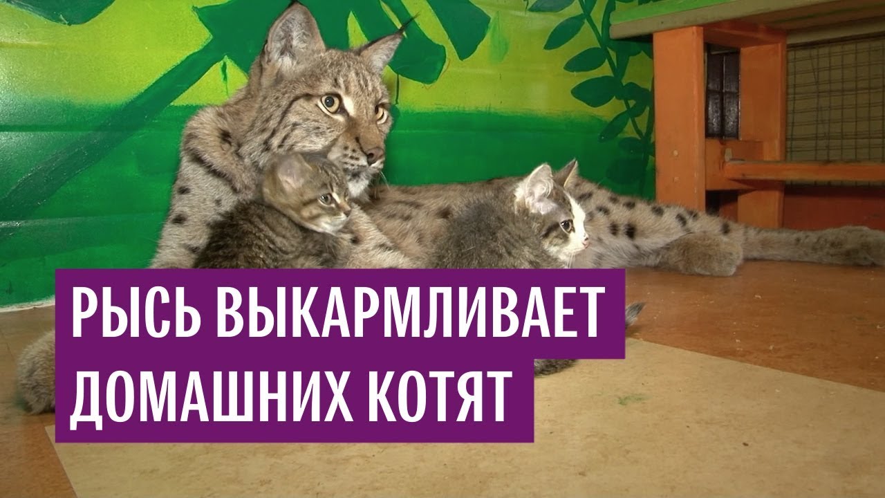 Рысь выкармливает домашних котят в Сибирском зоопарке
