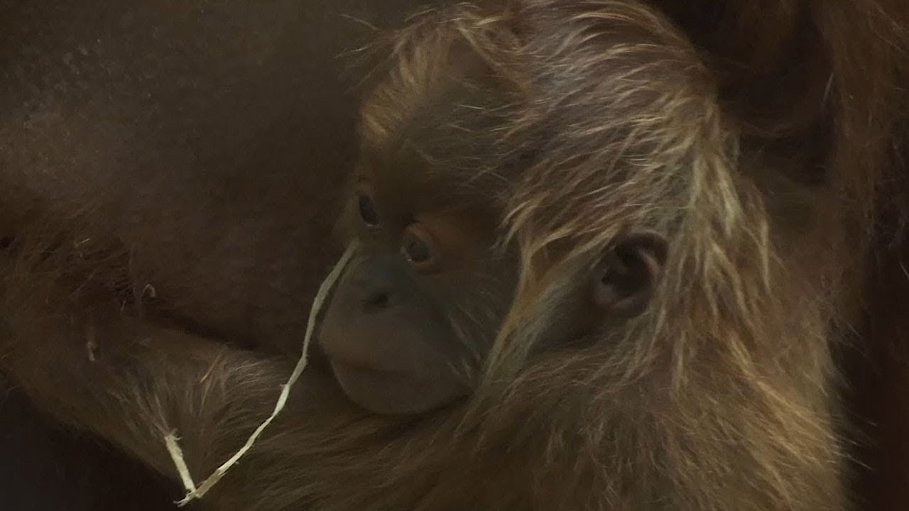Малыш орангутана родился в зоопарке Франкфурта